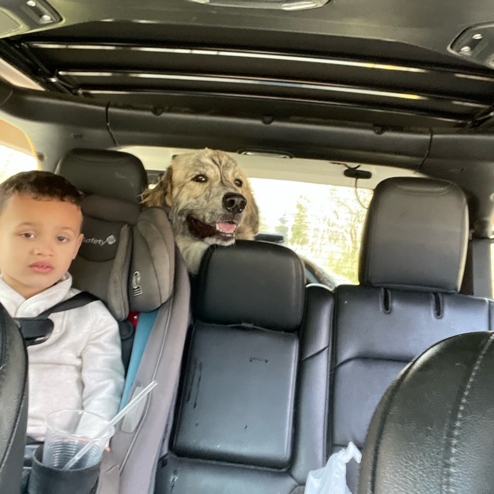 FUR BABIES NEED YOUR HELP! - Picture 11 of 16